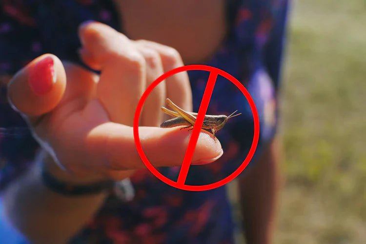 Přírodní náplasti proti štípnutí komárů – sada 60 kusů